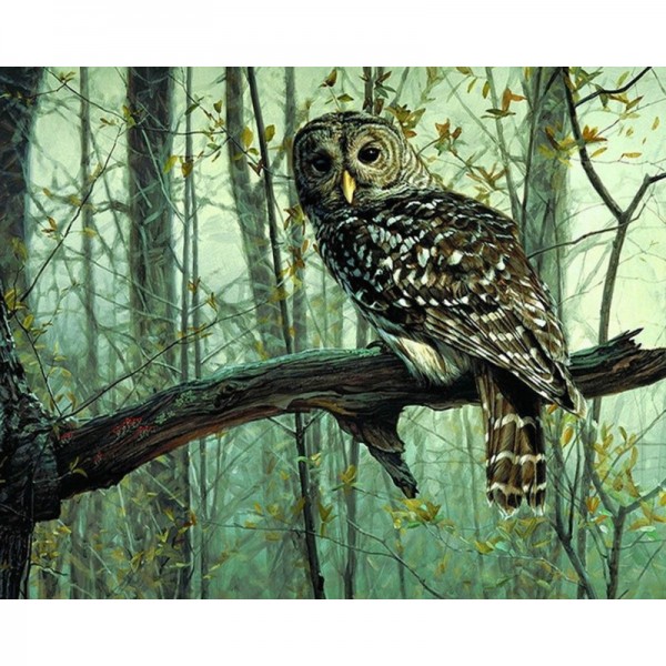 Owl - Painting by Numbers Canada
