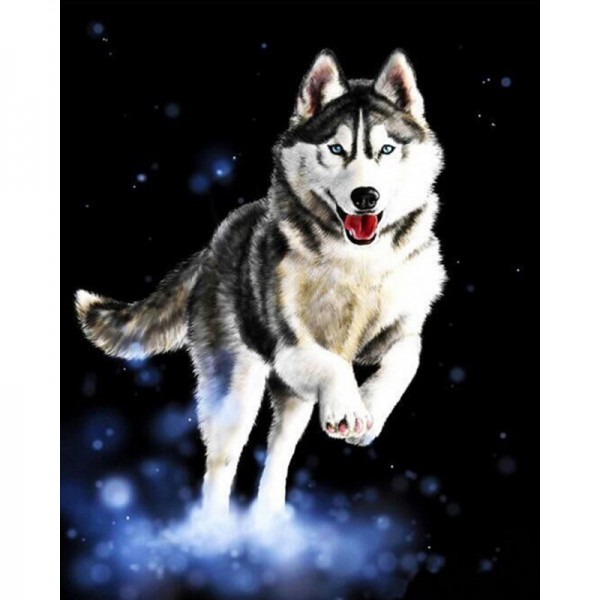 Husky Running - Painting by Numbers Canada